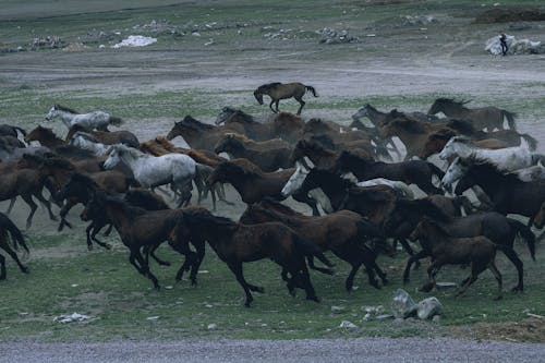 Photos gratuites de animaux, bétail, chevaux