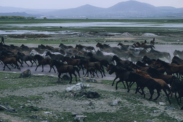 Herd Of Horses On Green Grass