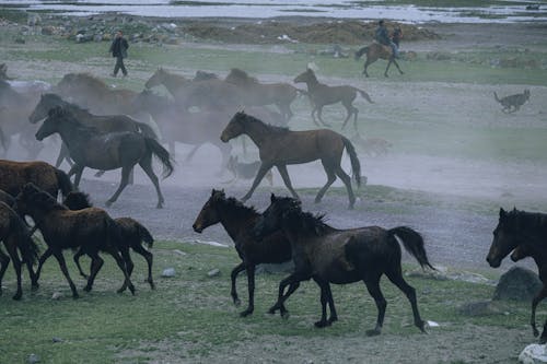 atlar, büyükbaş hayvan sürüsü, çim içeren Ücretsiz stok fotoğraf