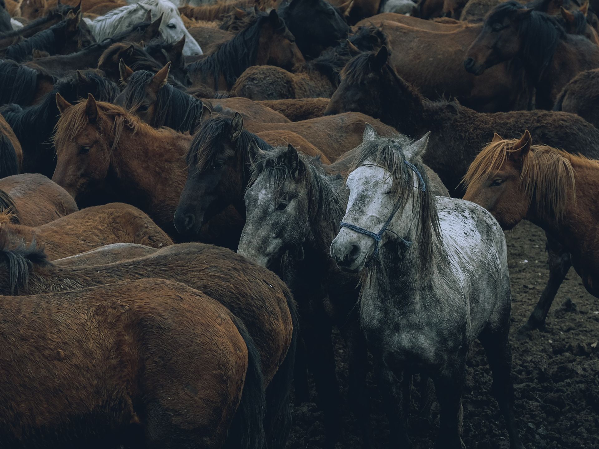 A Herd of Horses
