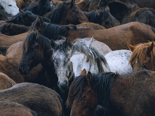 Photos gratuites de animaux, bétail, chevaux