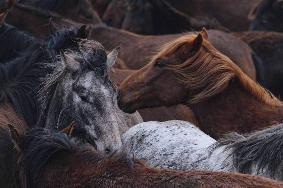 Why Unmounted Horsemanship is Just as Important as Riding