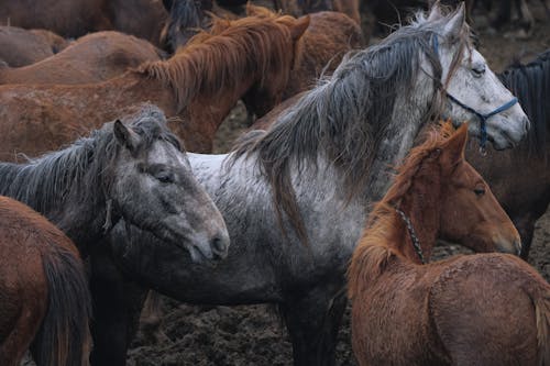 Δωρεάν στοκ φωτογραφιών με αγέλη, άλογα, ζώα φάρμας