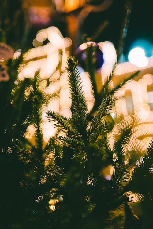 Close-up of Christmas Tree Branch 