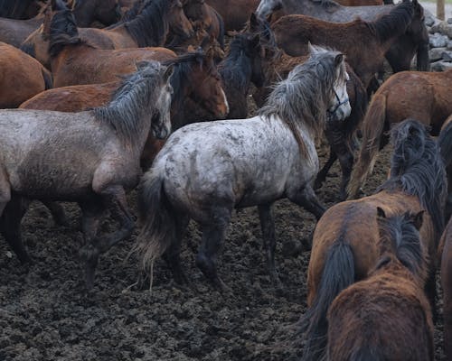 atlar, büyükbaş hayvan sürüsü, Çiftlik içeren Ücretsiz stok fotoğraf