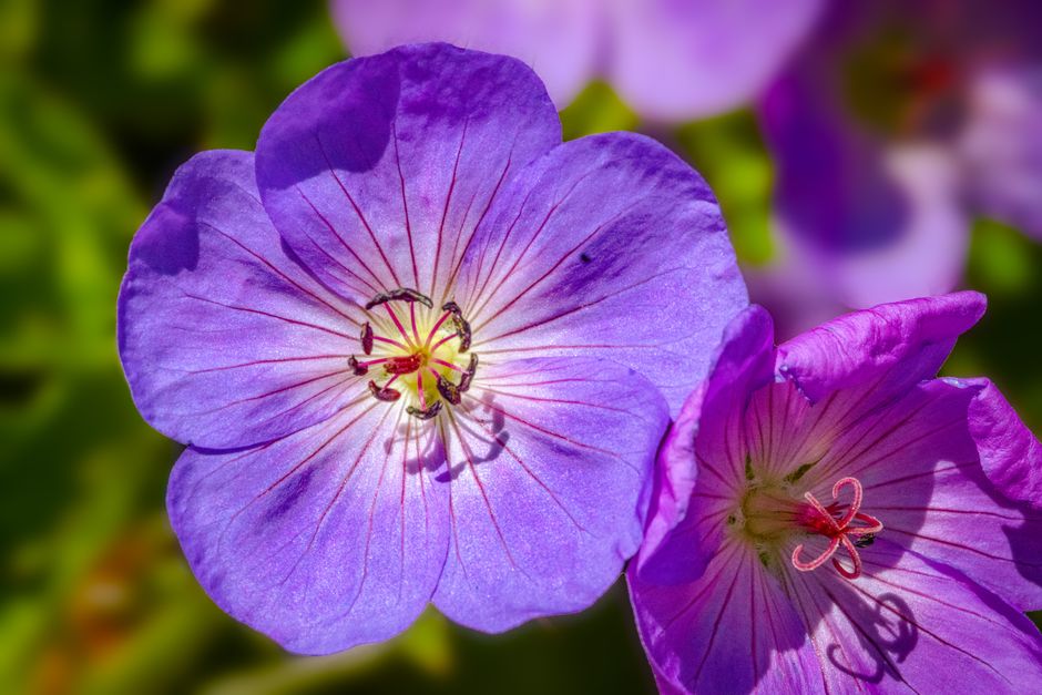 Fotomural Primer plano de una flor de geranio púrpura en completa floración, mostrando detalles intrincados.