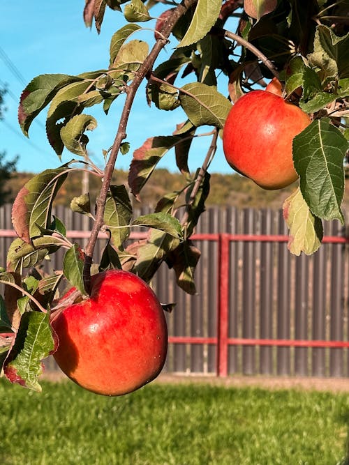 Immagine gratuita di mela rossa, mele