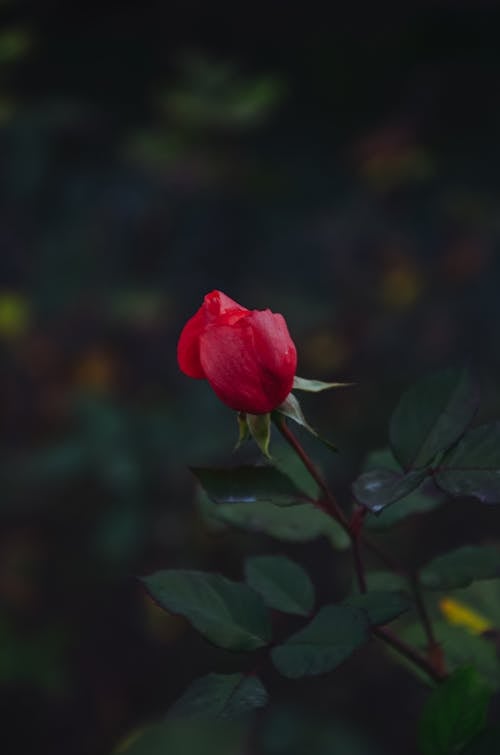 Close-up of a Red Rose Bud 