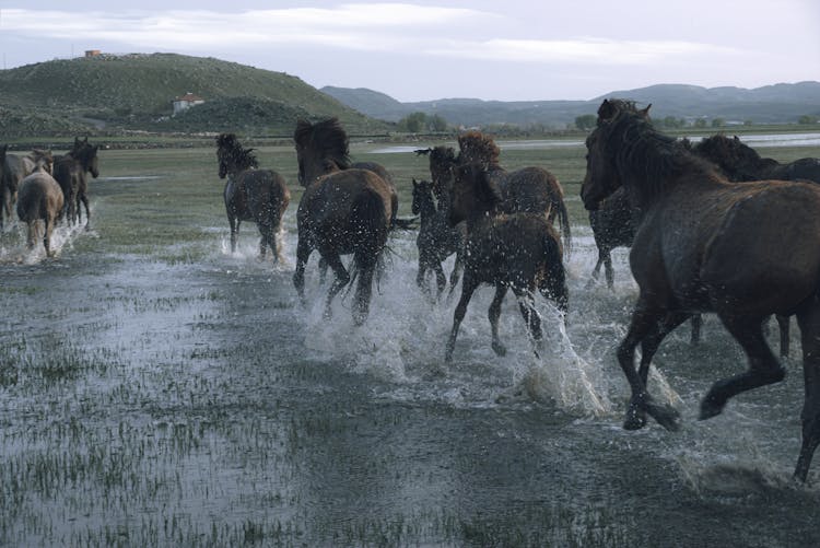 Horses Running On Water