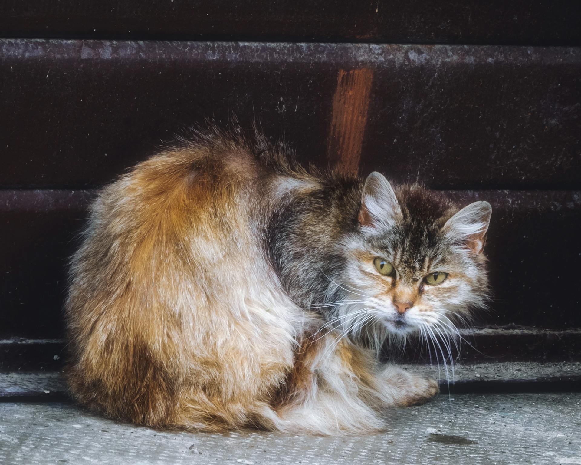 Portrait of a fluffy stray cat with a bushy tail sitting against a metal wall.