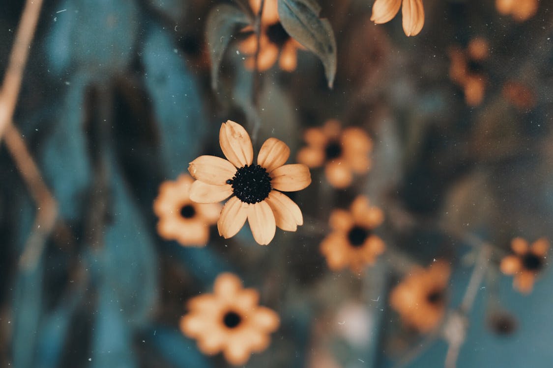 Shallow Focus Photography of Yellow Black-eyed Susan Flower