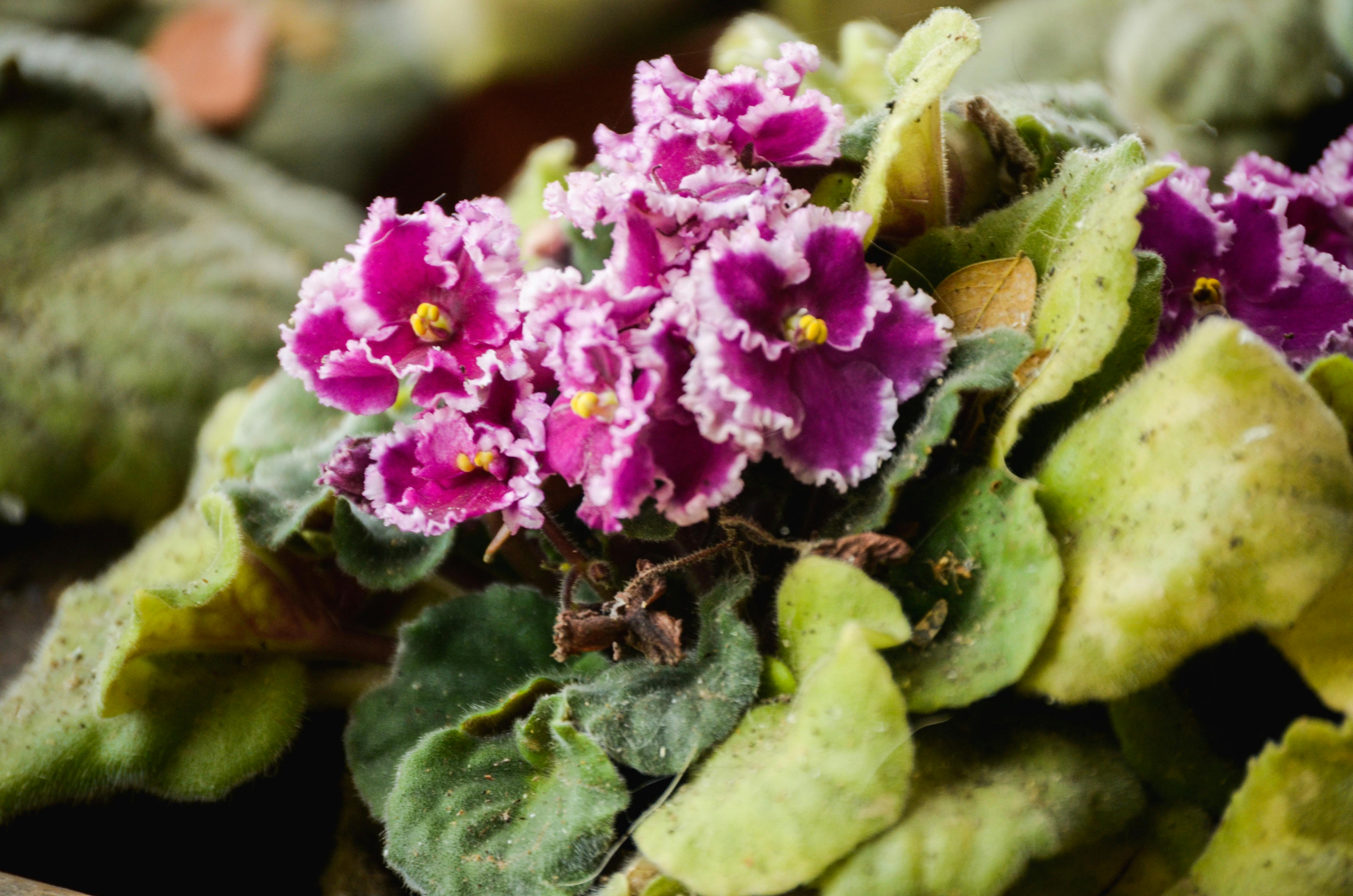 Free stock photo of beautiful flowers, earth, ecuador