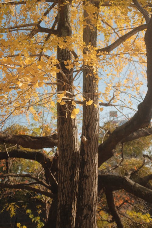 Foto profissional grátis de árvores, declínio, filiais