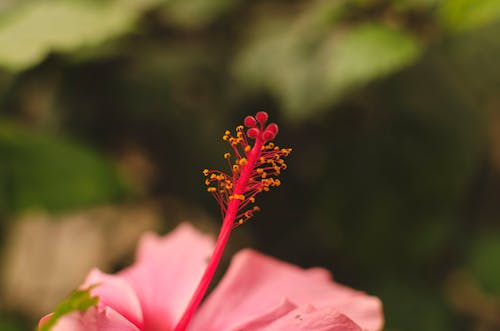 Free stock photo of background, beautiful flowers, colors