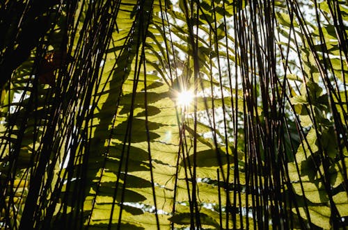 Free stock photo of earth, ecuador, environmental