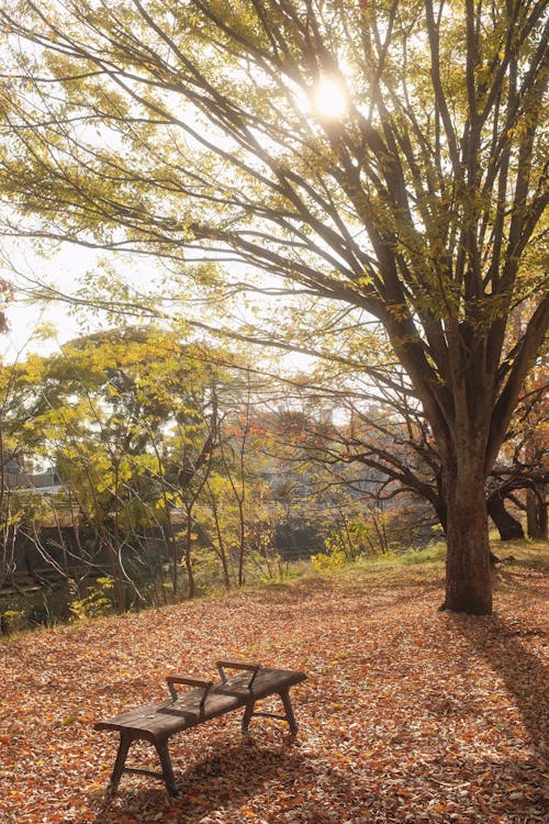 Gratis stockfoto met bank, bomen, gele bladeren