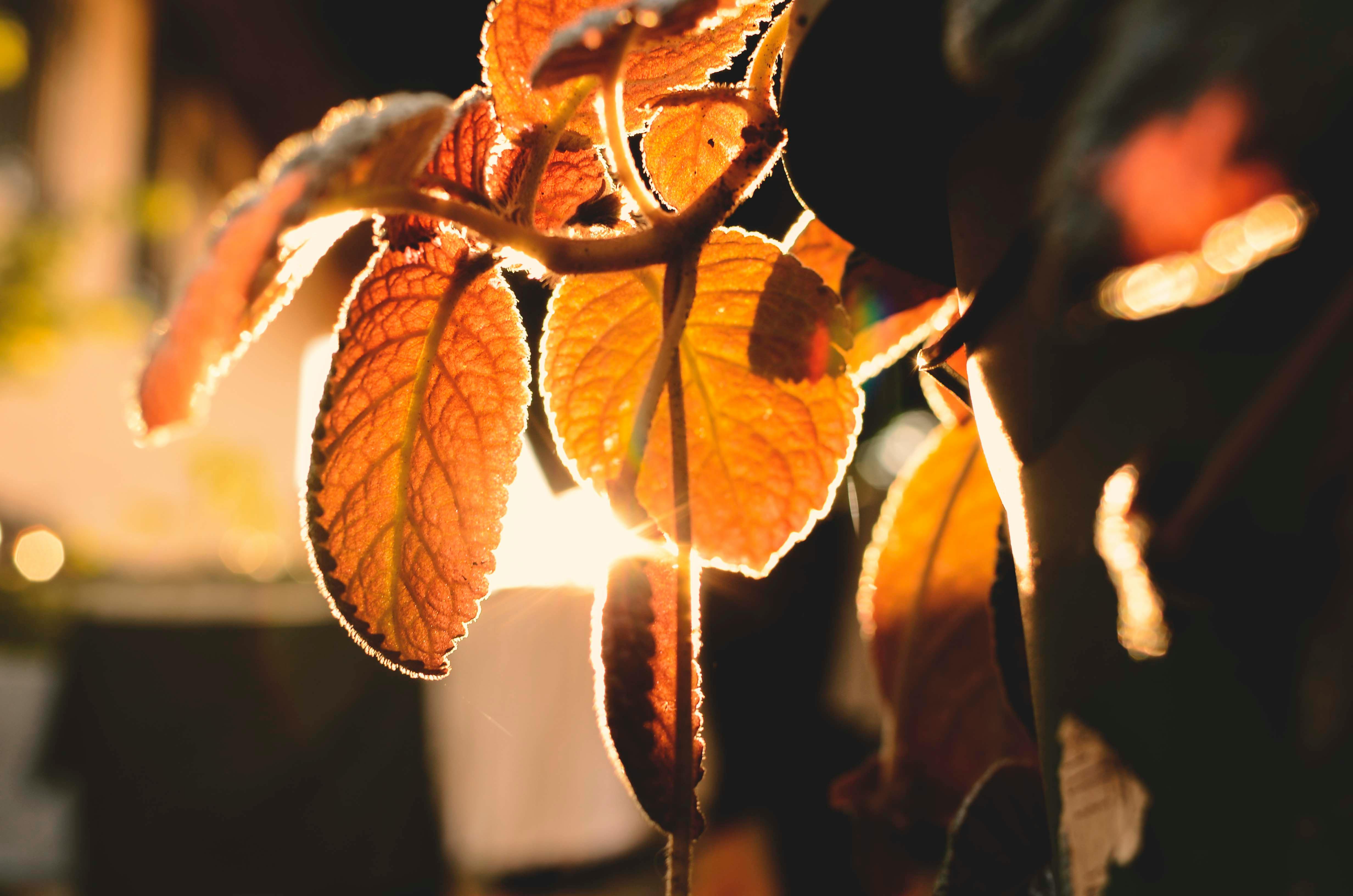 macro photo of orange leaves