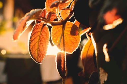 Macro Photo of Orange Leaves