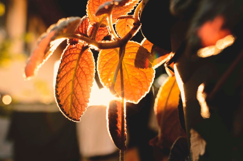 Close-up of vibrant autumn leaves glowing in the golden hour light, creating a warm and vivid atmosphere.