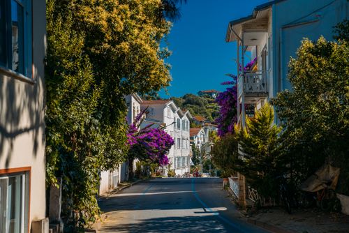Free Picturesque residential street lined with bougainvillea amidst leafy trees and classic architecture. Stock Photo