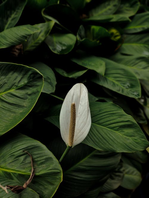 White Flower among Green Leaves