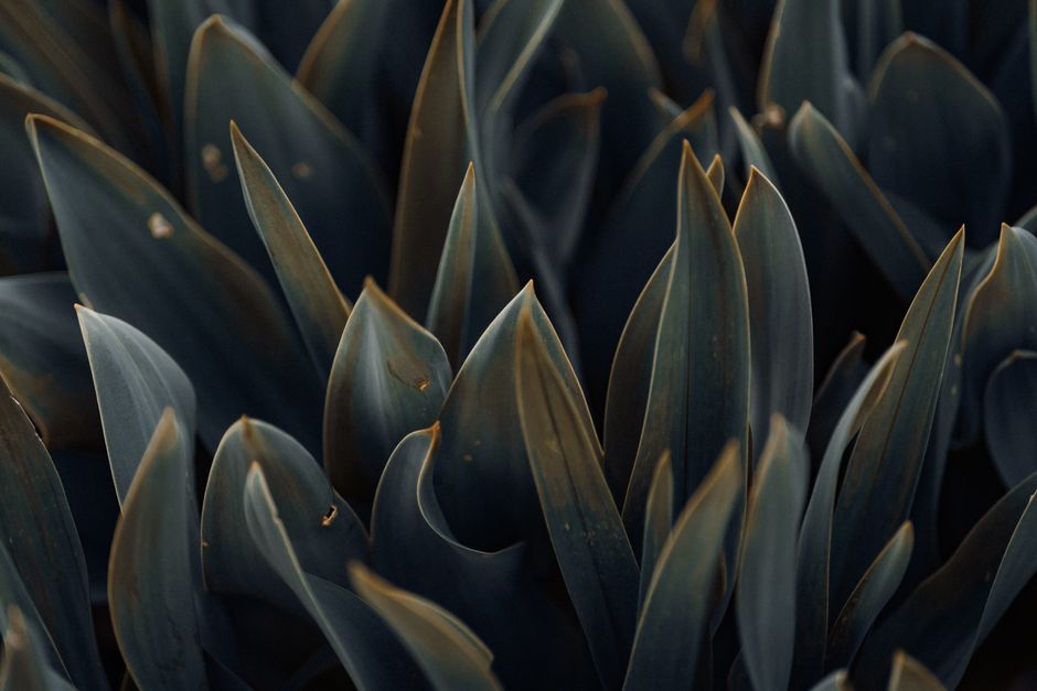 A detailed close-up of dark green leaves with a moody and dramatic texture, perfect for nature backgrounds.