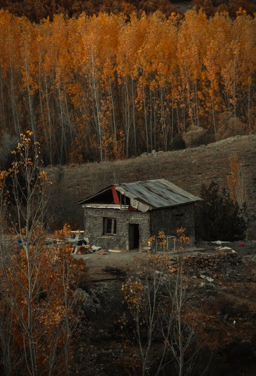 Základová fotografie zdarma na téma dům, hnědé listy, les