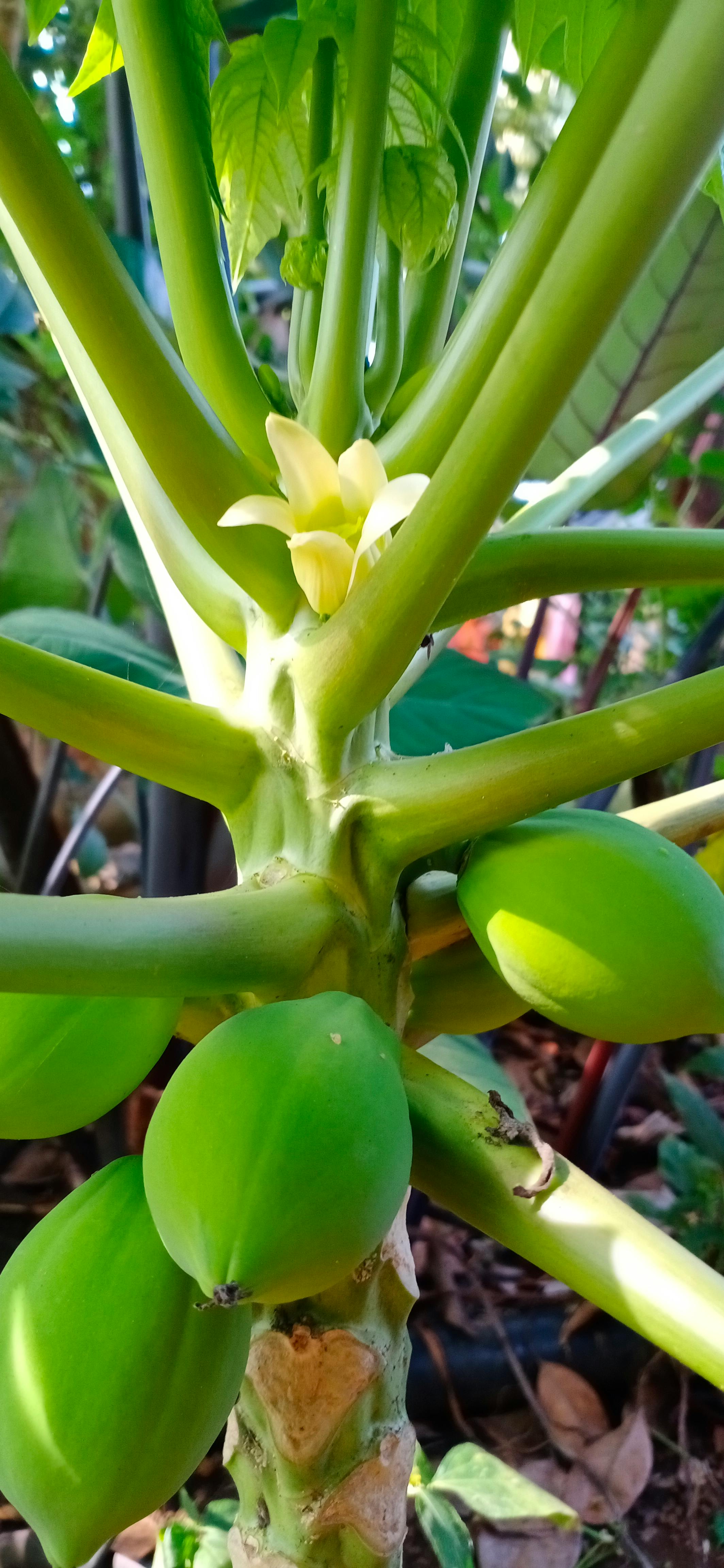 براكين تحت المحيط