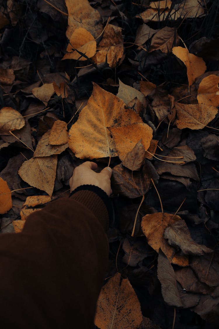 Person Picking Up A Fallen Leaf