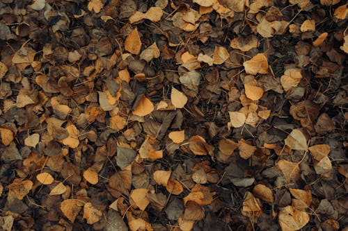 Autumn Photo of Fallen Leaves