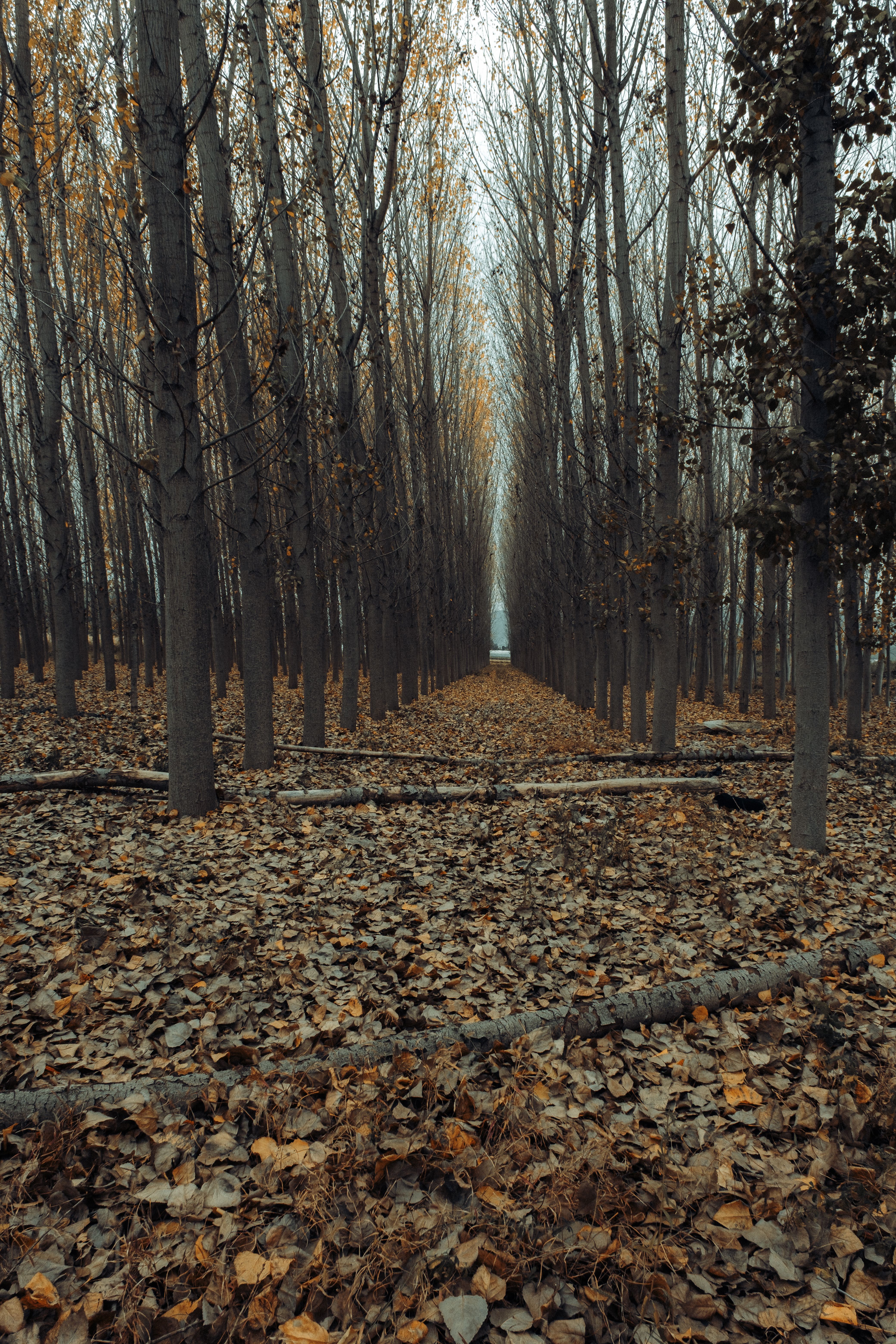 Fallen Trees in Autumn Forest · Free Stock Photo