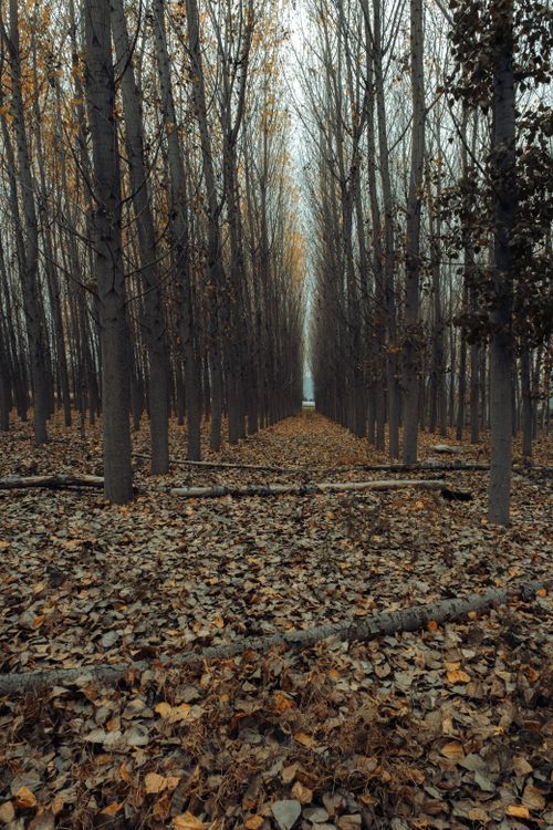 Free A tranquil autumn forest scene with fallen leaves and aligned trees, creating a calming, natural atmosphere. Stock Photo