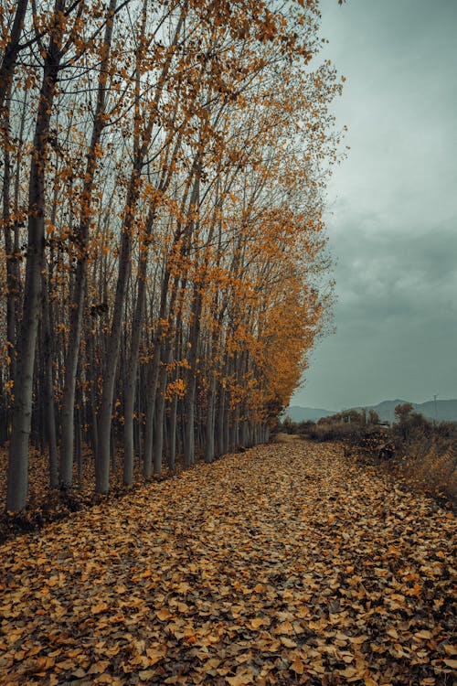 Foto profissional grátis de árvores de outono, declínio, floresta