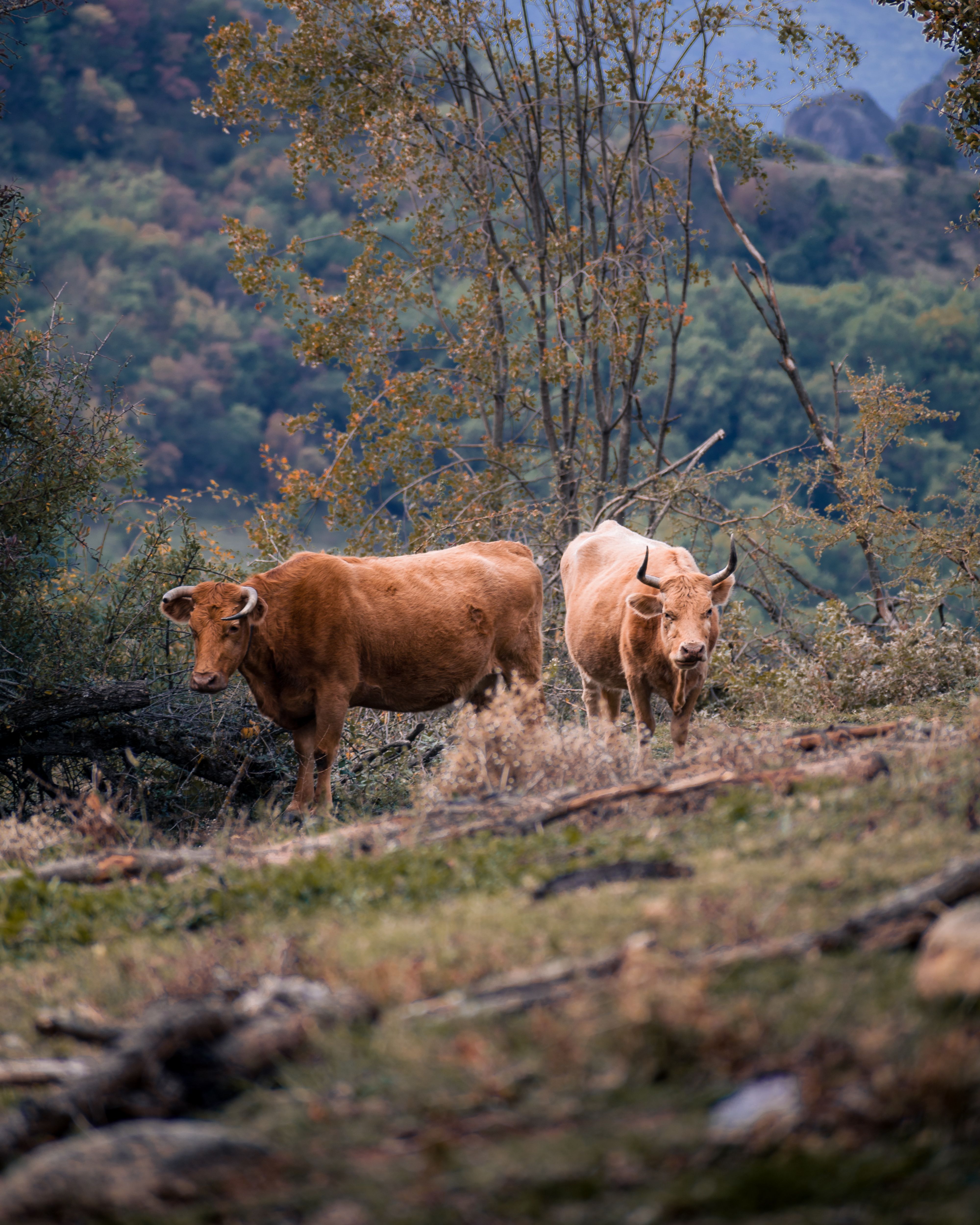 1 2 cow for sale near me