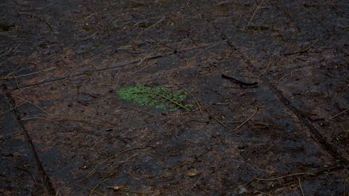 Fotos de stock gratuitas de árbol desnudo, belleza natural, hoja