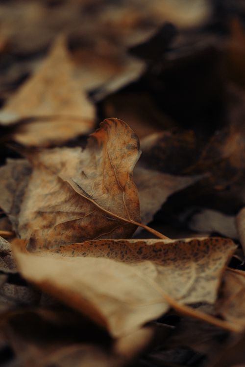 Free Detailed view of dry, fallen autumn leaves in warm, moody lighting. Stock Photo