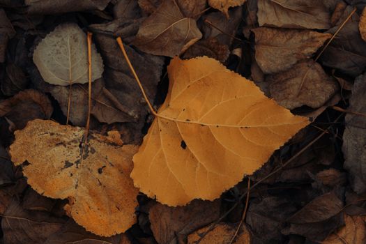 Detailed close-up of colorful fallen autumn leaves creating a rustic texture.