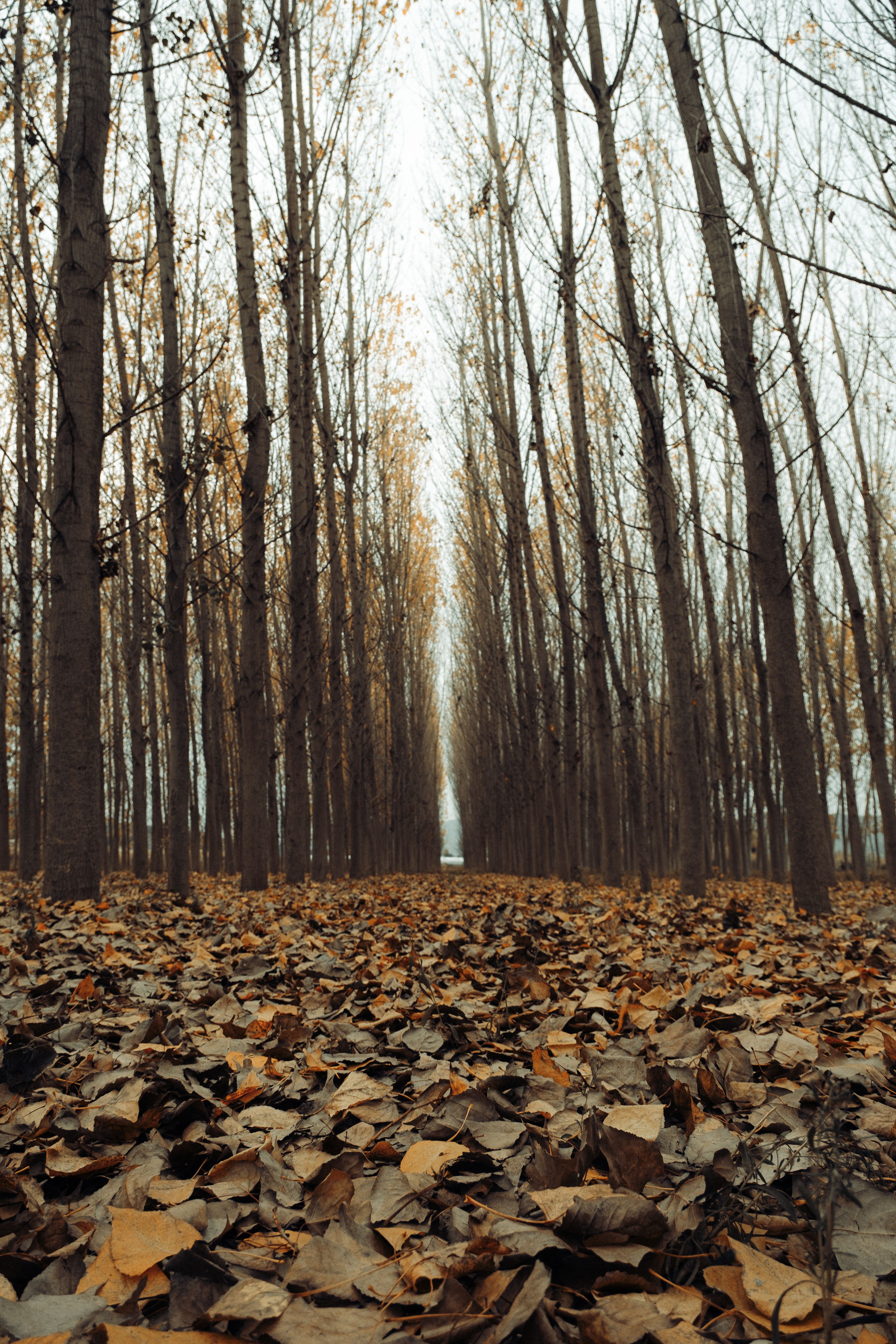 Ground View on Dry Leaves and Row of Trees · Free Stock Photo