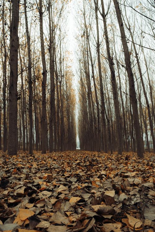 Free Tranquil forest scene with fallen autumn leaves and bare trees, ideal for a peaceful landscape theme. Stock Photo