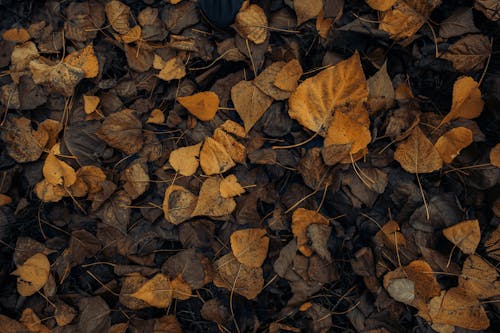 Gratis stockfoto met aarde, bladeren, bruine bladeren