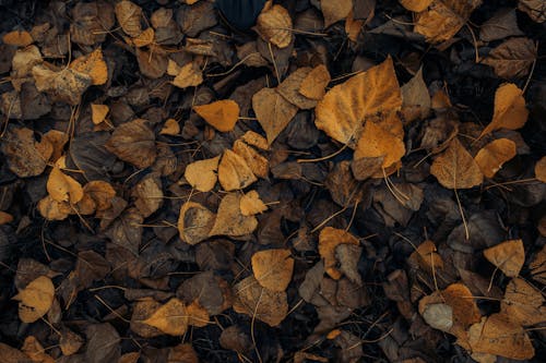 Dried Leaves on the Ground