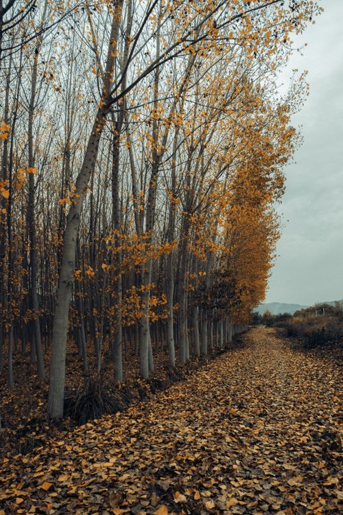Free A picturesque rural road lined with leafless trees and covered in dry autumn leaves. Stock Photo