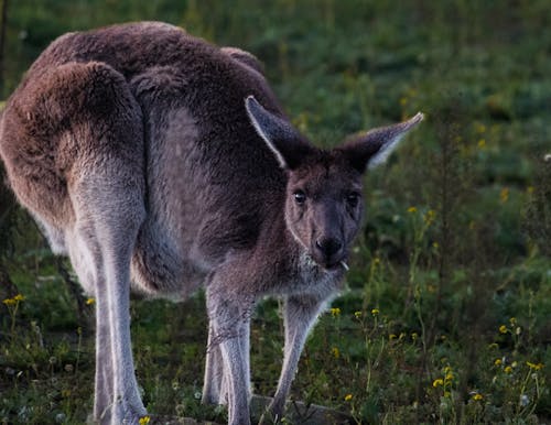 Photos gratuites de animal, animal sauvage, faune