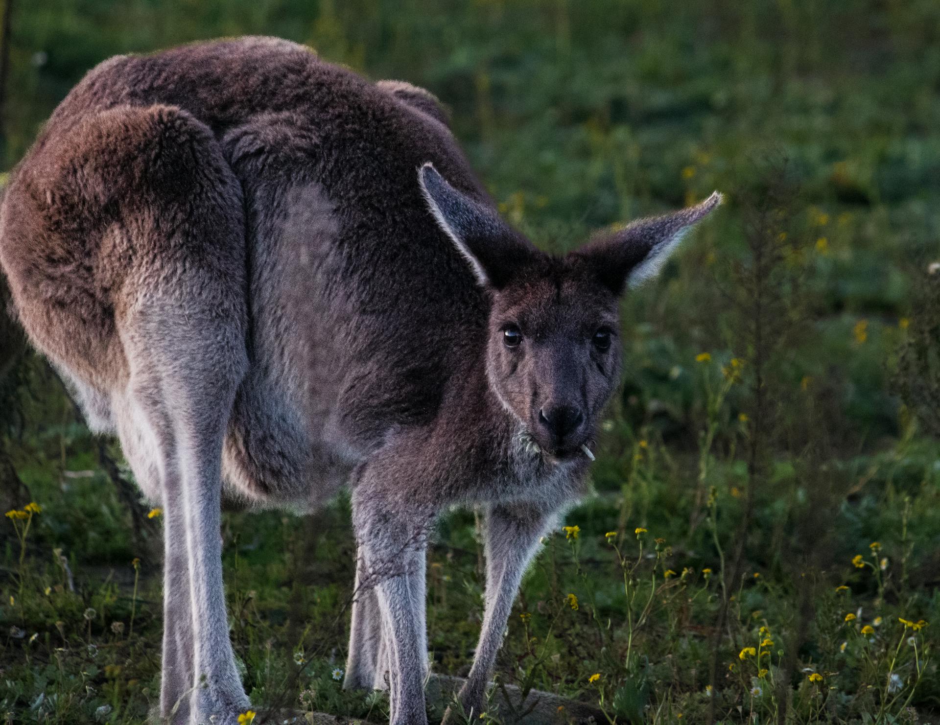 Kangaroo Standing on the Grass