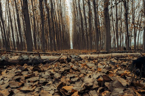Бесплатное стоковое фото с деревья, коричневые листья, лес