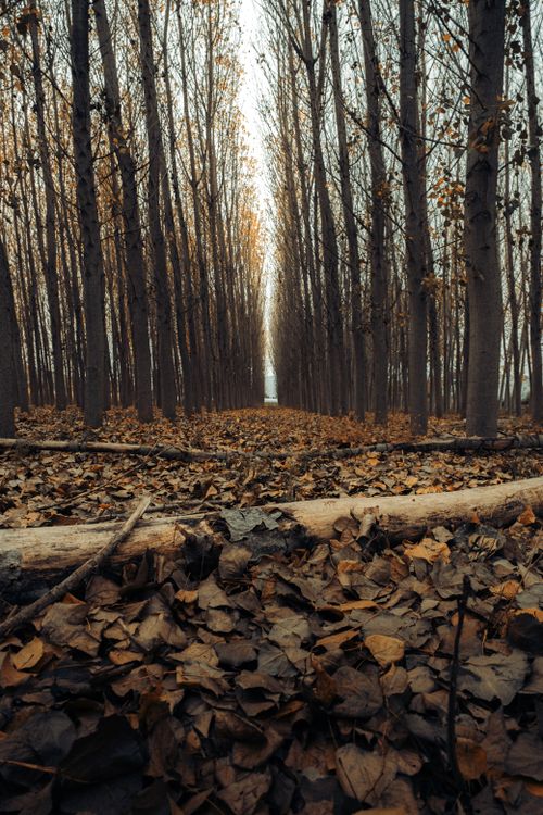 Free Tranquil forest scene with fallen leaves and tall trees in autumn. Stock Photo