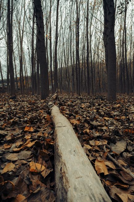 Fotomural Una escena pacífica de un bosque en otoño con hojas caídas y árboles desnudos, capturando la esencia del otoño.