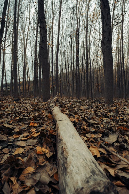 Foto profissional grátis de árvore caída, declínio, floresta