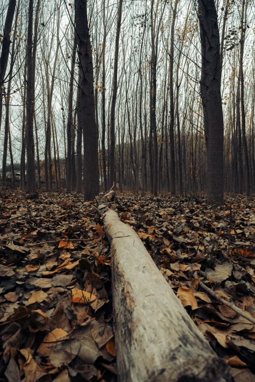 Free Serene fall forest scene with a prominent fallen tree trunk amidst scattered leaves. Stock Photo