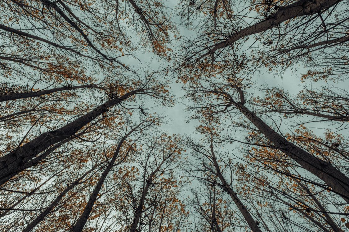 Low Angle Shot of Forest Trees · Free Stock Photo
